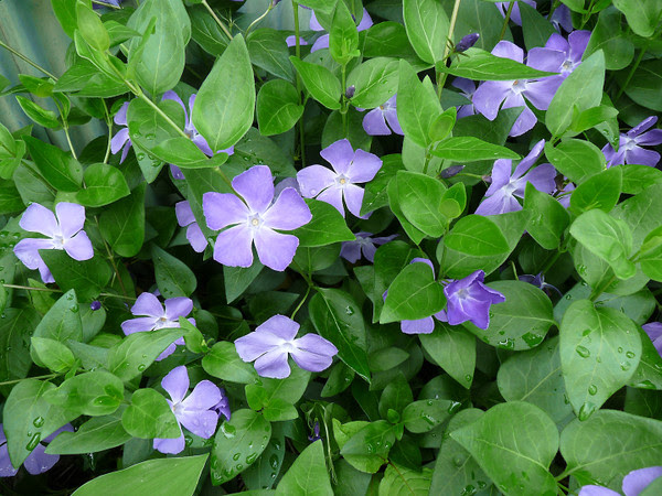 紫の花 続 歌まろ花日記