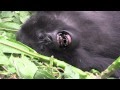 Titus Mountain Gorilla