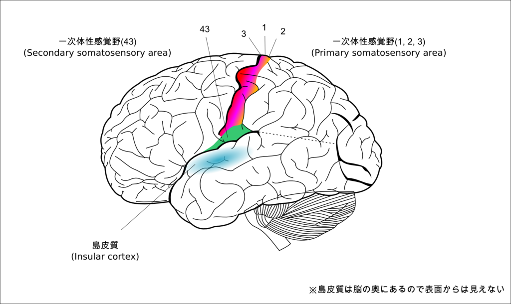 ボールで脳を活性化 Wakoloco ワコロコ 総合スポーツ カルチャー