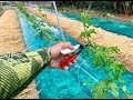 【印刷可能】 ゴーヤ 害虫駆除 278915-ゴーヤ 害虫駆除
