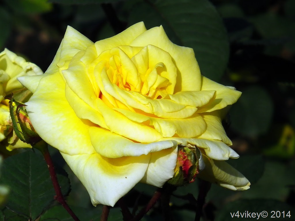 Rose Flowers