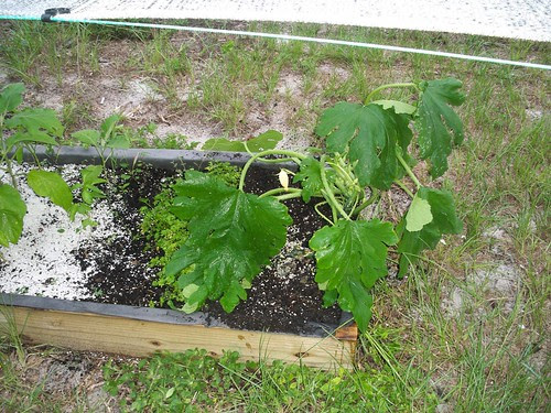 Florida Outdoor Backyard Hydroponic Greenhouse: Hydro to ...
