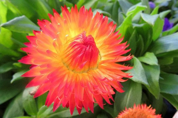 コロロ 路傍の花
