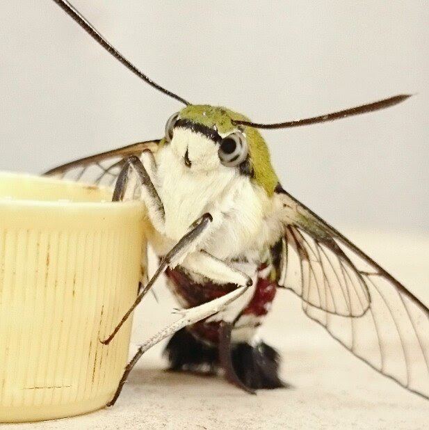 もっふもふのムシがこっちを見てる ああああ ツイナビ