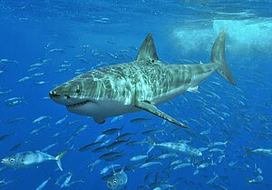 English: Great white shark at Isla Guadalupe, ...