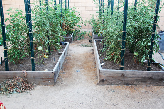 tomatoes galore
