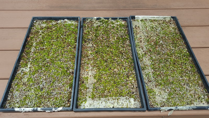 苔の育成レポート スナゴケ ハイゴケの増やし方 まきゴケ101日目 苔園芸の情報サイト 苔日和 こけびより