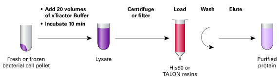 Imidazole in lysis buffer