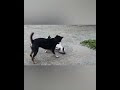 Cat Attacked By Dog No Blood