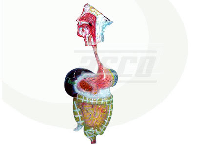 digestive system diagram. human digestive system diagram