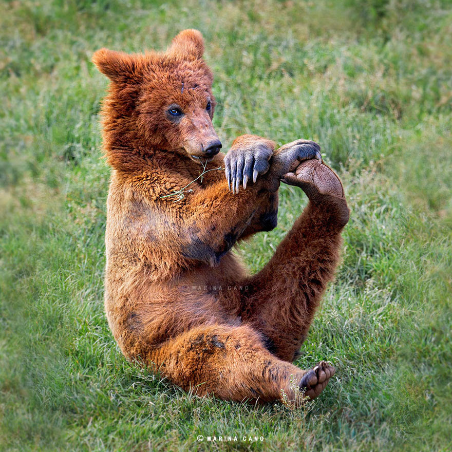 animal-wildlife-photography-marina-cano-11