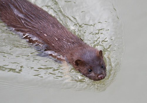 Mama Mink and a Baby