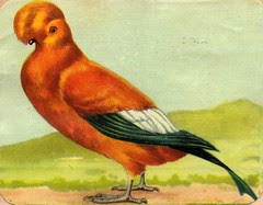 rupicola sanguinolenta
