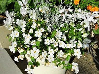 １月１６日の誕生花 ステラの花言葉 忘れられた恋人 新旧の属名で呼ばれるバコパの 小さな強さ 弥生おばさんのガーデニングノート 花と緑の365日 楽天ブログ