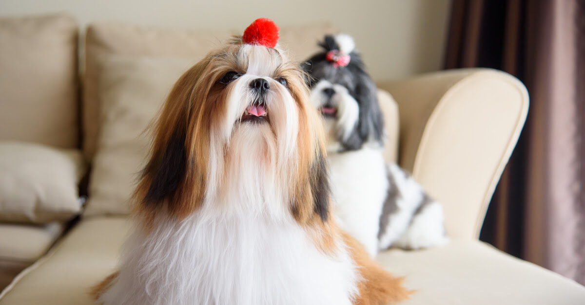おとなしくて愛嬌たっぷりな癒し犬 シーズーの特徴 飼い方 いきもんぱらだいす