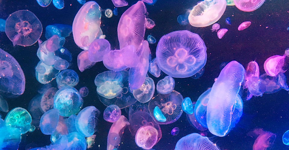 海月水族館 クラゲのリラクゼーションアクアリウム