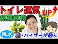 無料ダウンロード トイレ ���水 観葉 植物 193586-トイレ 風水 観葉植物