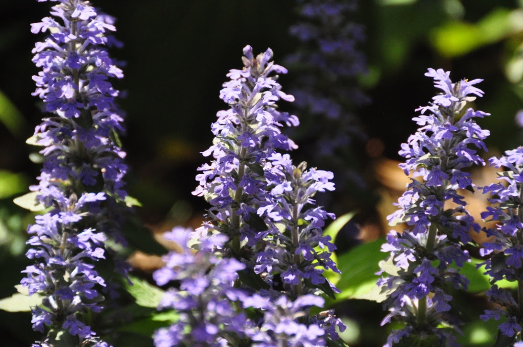庭の花 草木 楽しい自然ウォッチング