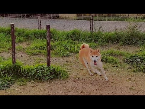 海外 かわいい 柴犬って走るの好きだよね 柴犬が屋外でのびのびと走り回る動画に反響 海外の反応 海外の反応 ニッポンの翻訳