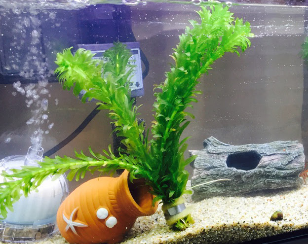 ザリガニの飼育方法について 生き物マスター