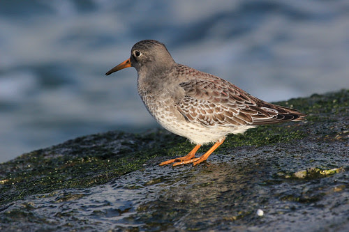 Purple Sandpiper