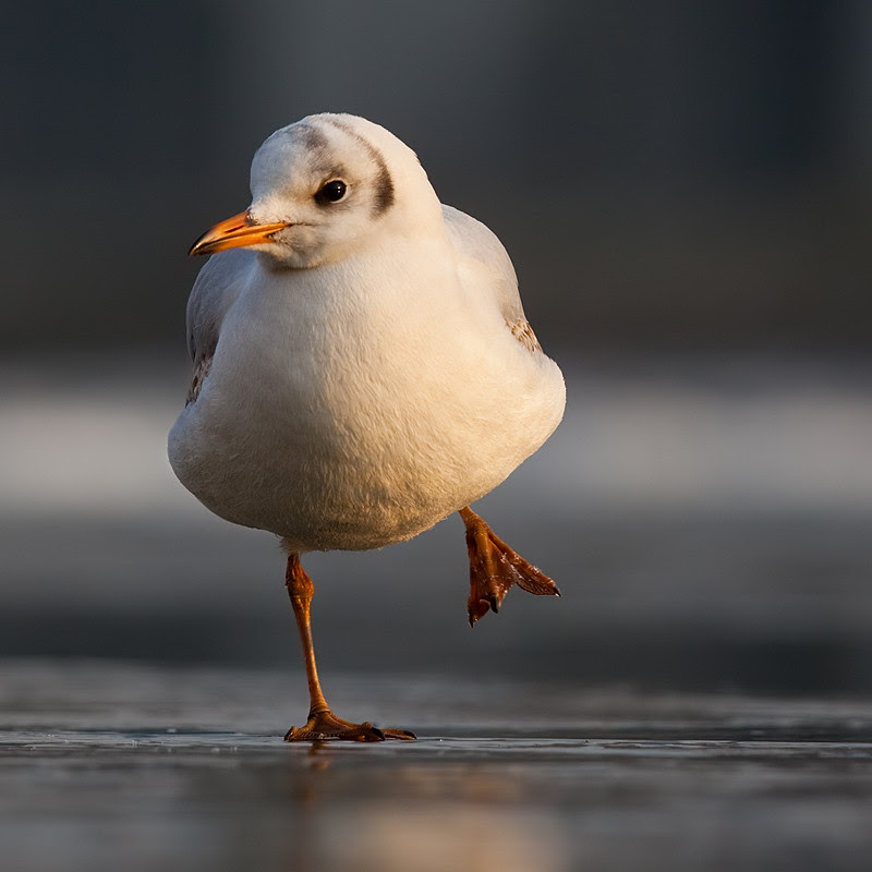 photosight,Robert Adamec