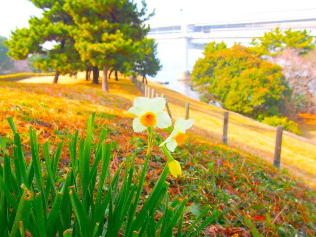 台場公園花散歩