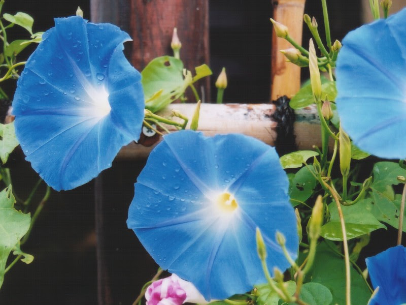 夏の花
