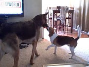 Top 13+ Beagle Puppies Playing, Most Searching!