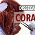 Dissecando um coração! Anatomia Cardíaca | Anatomia e etc