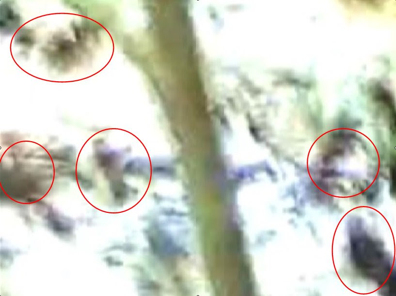 宮本一聖 Thesf3 河童 の検索結果 ツイセーブ