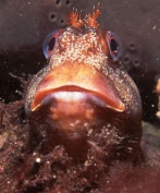 Tompot Blenny