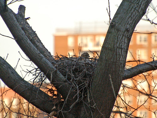 Highbridge Hawk Nest