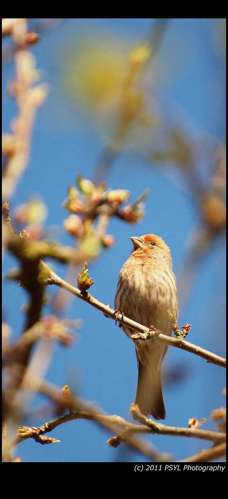 House Finch (Carpodacus mexicanus)