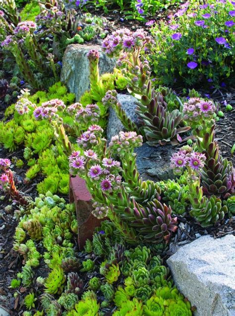 Home outdoors garden beau lark/corbis/vcg/getty images ajuga, also known as carpet bugleweed, is a gorgeous ground cover plant. Top 10 Best Plants for a Rock Garden - Top Inspired