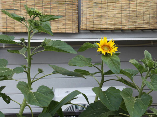 野鳥の餌 ヒマワリ の花が咲いた Okaちゃんの家庭菜園 別館