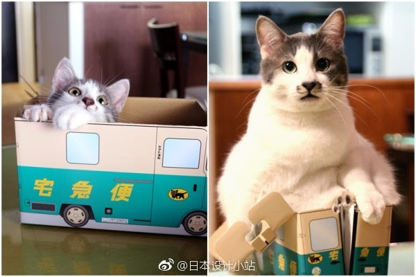 これ見た人は子猫が成長した画像貼れ 子猫 成長 画像 新浪新闻