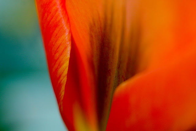 tulilps (orange)