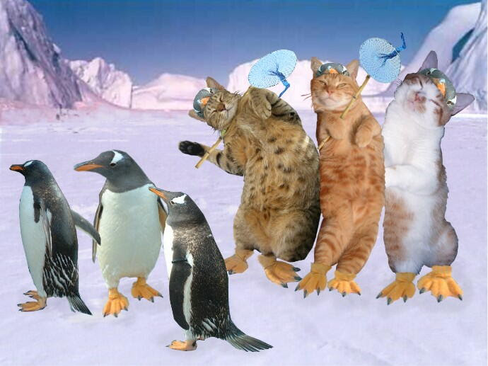 おもしろ合成写真 1 あび猫本舗