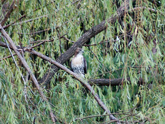 Divine Red-Tailed Hawk in Morningside Park