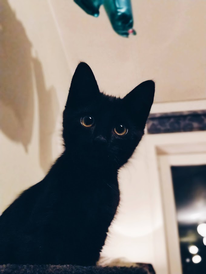 Download Are Cats Good Pets Reddit
