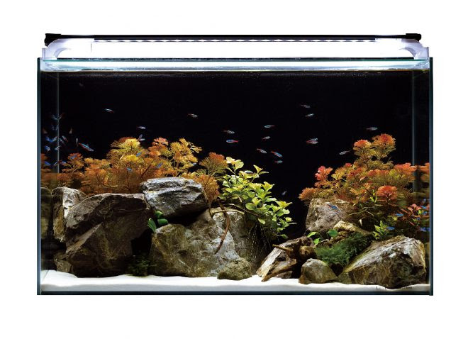 新製品 ここまできた 2ミリという極限技術 Kotobukiの新フラットled Ss Hl キワメテ 水族館