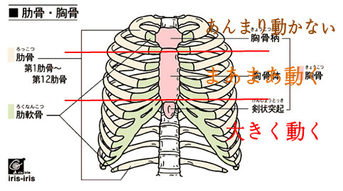 ブラジャーの締めつけは呼吸障害を起こす 町田で肩こり 腰痛治療なら根本改善治療の加藤整骨院