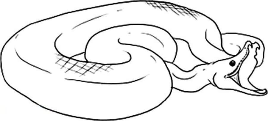 Dibujos para colorear: Anaconda imprimible, gratis, para los niños y