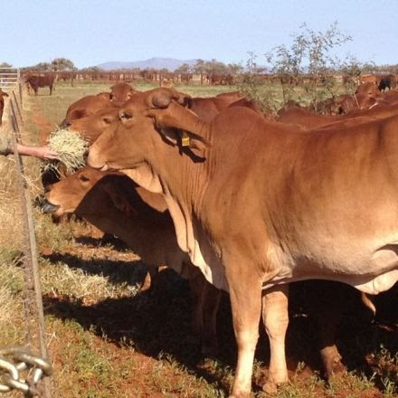 Silent, less deadly: Methane nearly eliminated from cow farts by seaweed