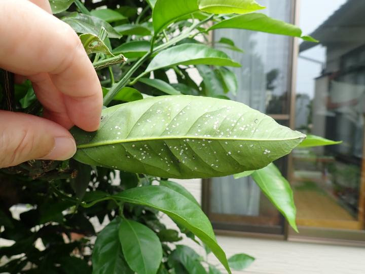 みかんの木に白い虫