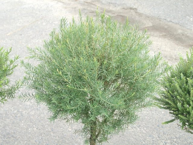 メディカルティーツリー 花