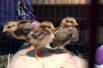 There’s No Federal Ban on Animal Cruelty. Lawmakers Want to Change That.