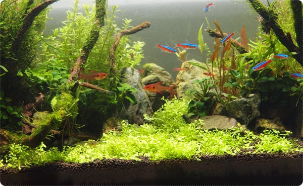 Bioニューラージパールグラスの植え方 育て方 60cm水槽 主役は水草