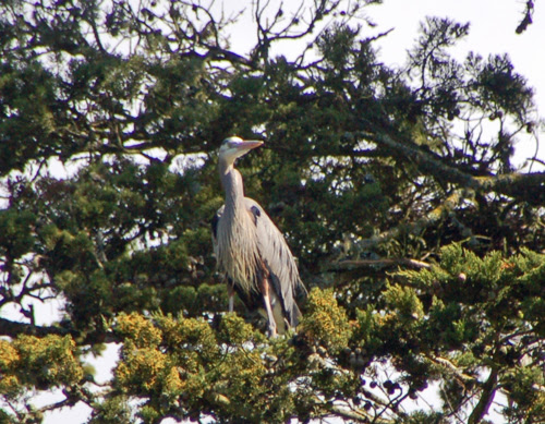 2heron-looking-about.jpg